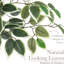 90cm Plant
