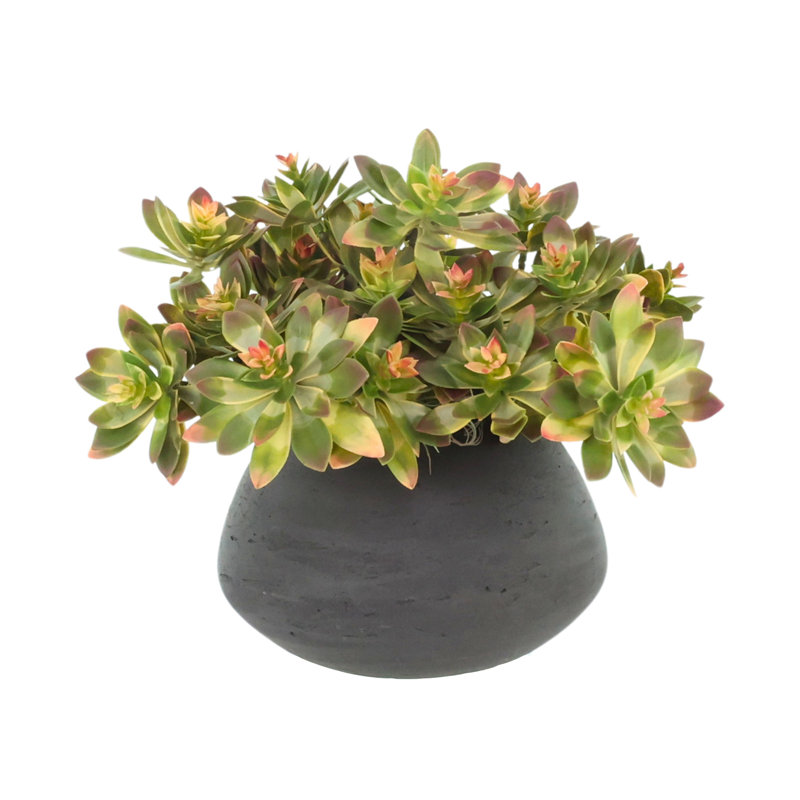 Arrangement Echeveria
