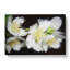 White Jasmine Flowers - Wrapped Canvas-55305518