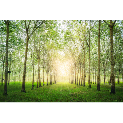Rubber Tree by WINEXA - Wrapped Canvas Print