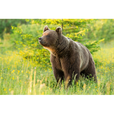 " Brown Bear Sniffing "