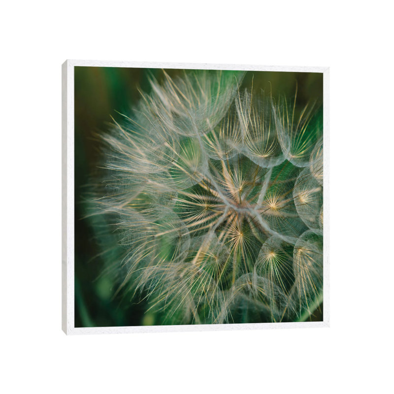 Summer Dandelion by Bethany Young - Print on Canvas, 45.72cm H x 45.72cm W x 3.81cm D, White Framed