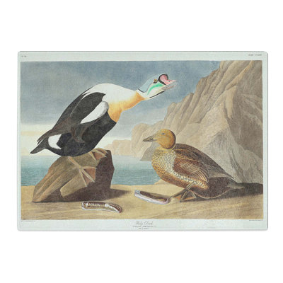 Tempered Glass King Duck Bird by John James Audubon Chopping Board