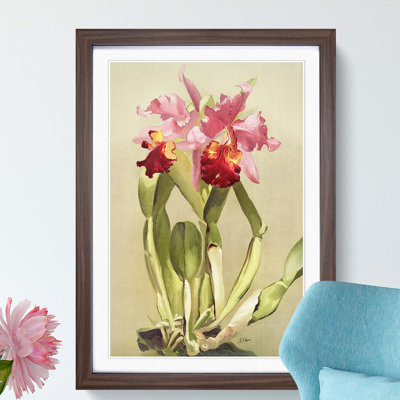 Magnolia Flowers Illustration Tab. 55 by Frederick Sander - Picture Frame Painting Print