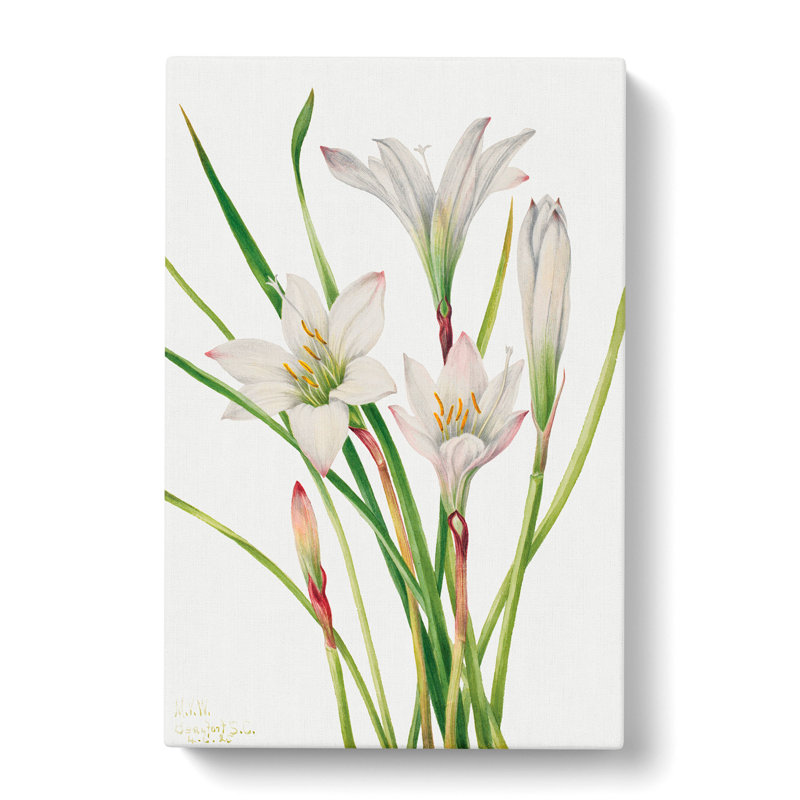 Atamasco Lily by Mary Vaux Walcott - Wrapped Canvas Painting, 60cm H x 40cm W x 3cm D