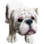 Banc de bouledogue blanc 31 po