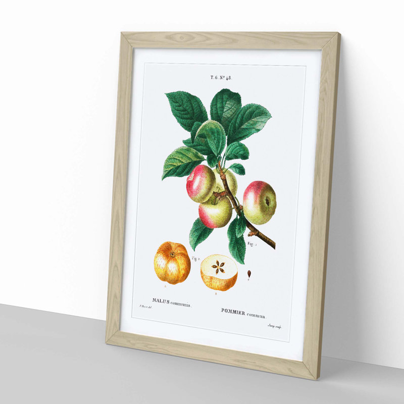 Apple Tree Branch by Pierre-Joseph Redoute - Single Picture Frame Painting, Oak Framed, 45cm H x 33cm W x 2cm D