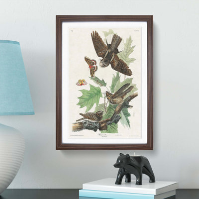Whip-Poor-Will Birds and Butterflies by John Audubon - Framed Print