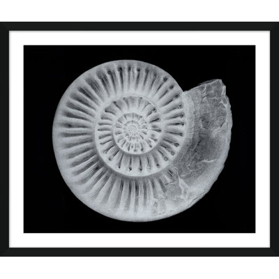 Shells Giclee Print by Soicher Marin Archives