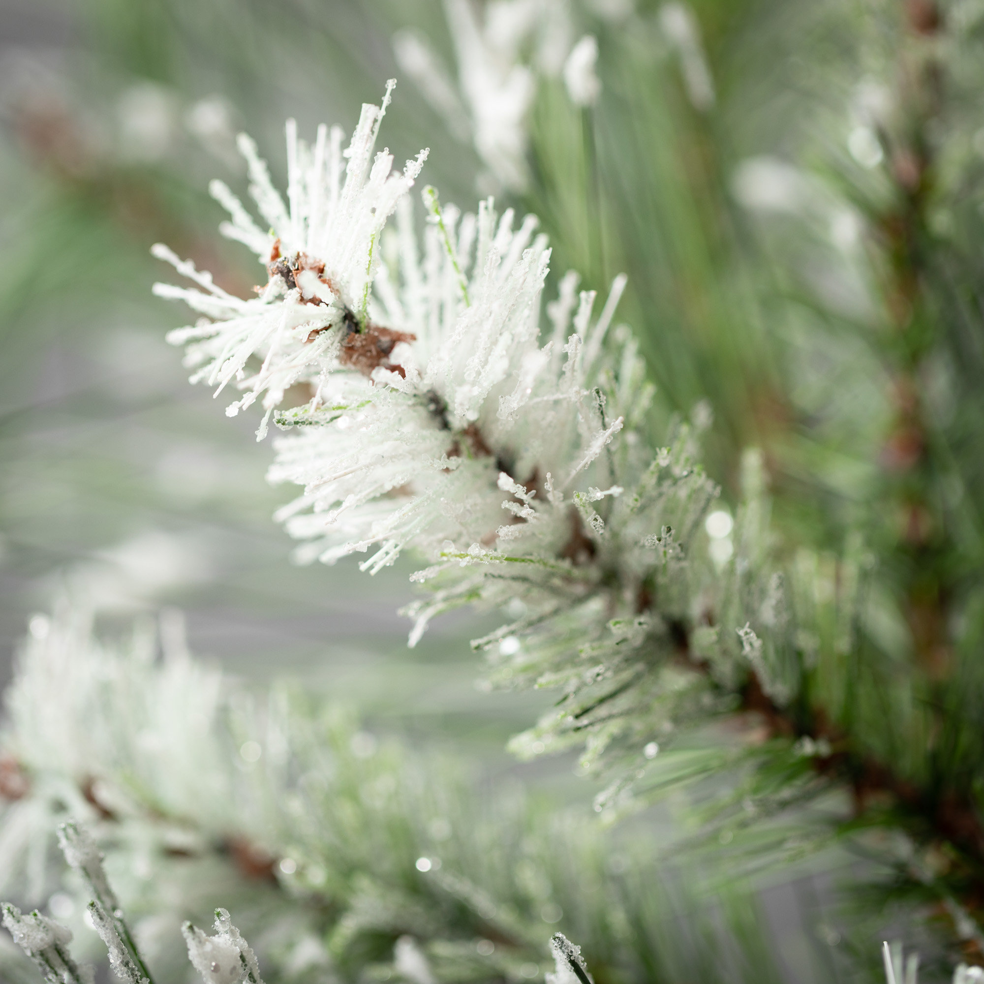 Pham Pine Spray