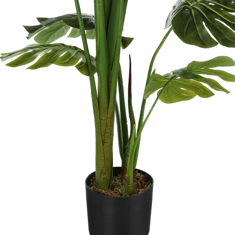 Large Monstera Tree for Statement Floor Decor
