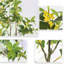 Arbre à osmanthus artificiel, arbre à fleurs réalistes avec branches réglables