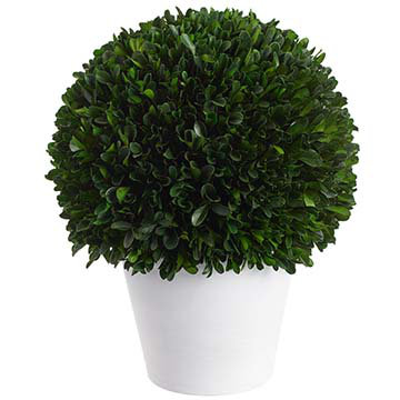 13.5" Preserved Boxwood Ball Topiary In Pot