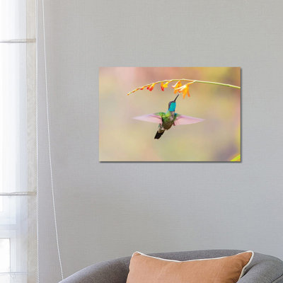 Central America, Costa Rica. Male Talamanca Hummingbird Feeding. by Jaynes Gallery - Wrapped Canvas Gallery-Wrapped Canvas Giclée