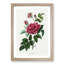 French Rose Illustration - Framed Print-55724313-55724314