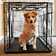 Steel Collapsible Pet Crate with 2 Doors