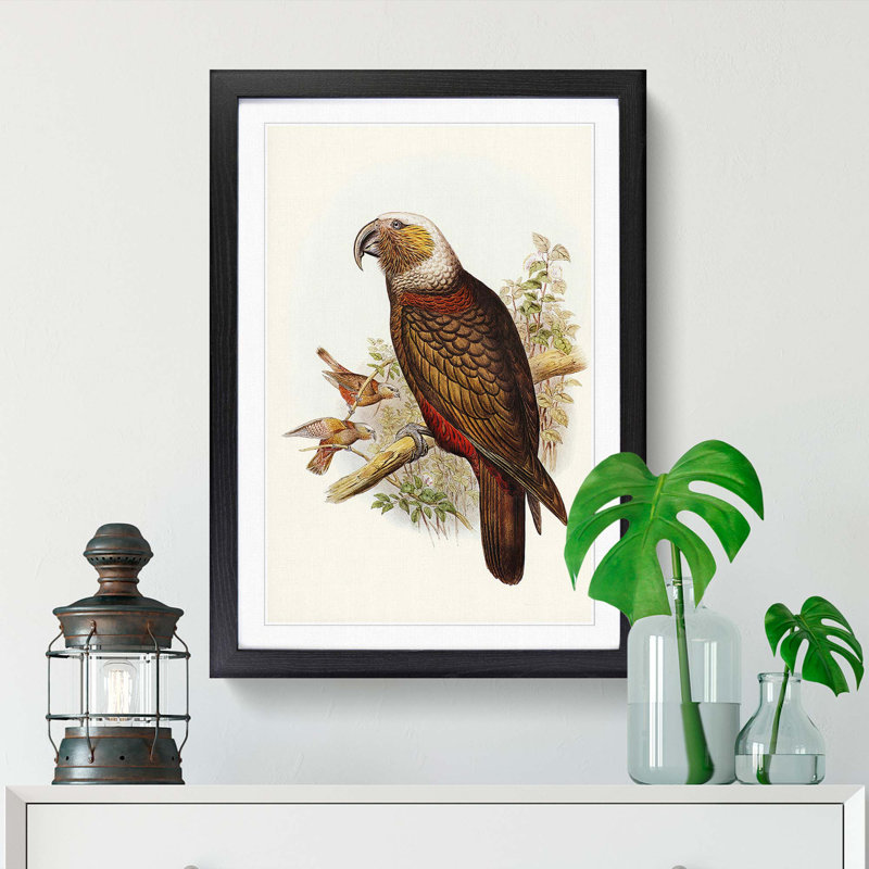 Ka-Ka Parrot by Elizabeth Gould - Picture Frame Graphic Art Print, 36cm H x 27cm W x 2cm D, Black Framed
