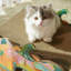 Maison de chat Fairela