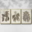 Sépia Botanical Journal VI 3 pièces-97711662-97711665