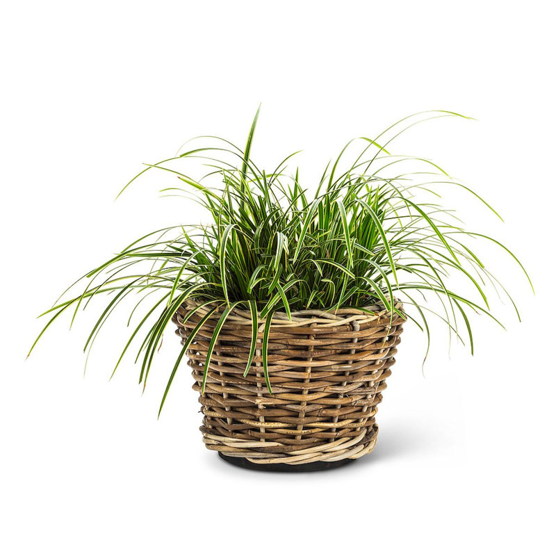 Carruth Pot Planter, 13" H x 10" W x 10" D