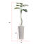 Plante de 80 po