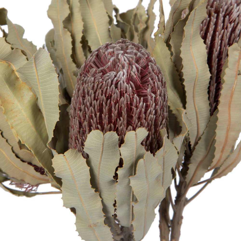 Dried Banksia Floral Stems