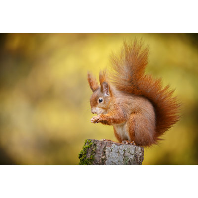 " Red Squirrel " by Neil_Burton