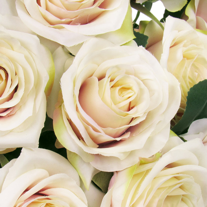Grand rosier, Rose ivoire