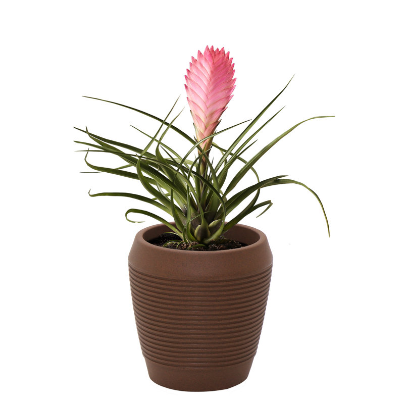 Pot Planter, Terracotta