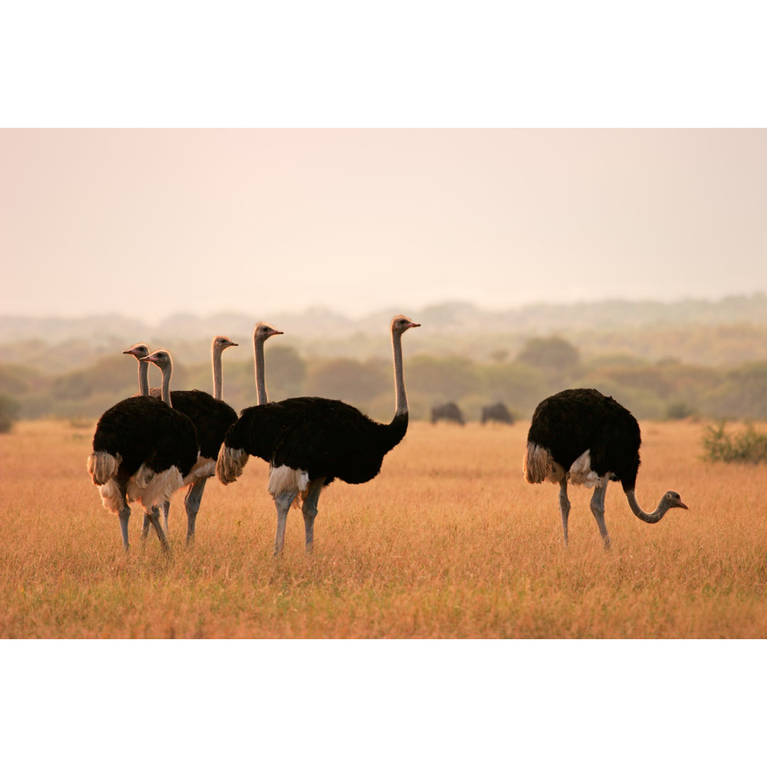 Leinwandbild Ostriches in a Field von Themselves