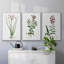 " Rose Botanical I " 3 - Pieces-91891245-91891246