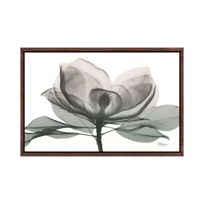 Sage Magnolia I by Albert Koetsier - Print on Canvas, Classic Brown Wood Framed, 101.6 cm H x 66.04 cm W