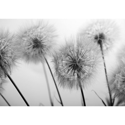 Peel & Stick Floral Wall Mural - Field Of Dandelions