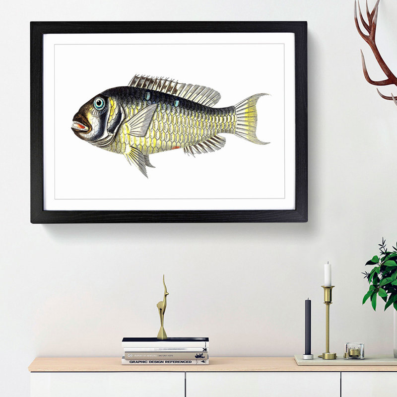 Gilt-Head Bream Fish by George Shaw - Framed Print, 27cm H x 36cm W x 2cm D, Black Framed