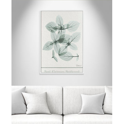 Basil Ocimum Basicicum Framed On Paper by Albert Koetsier Print