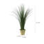 Plante de sol en pot