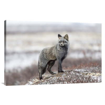 " Cross Fox " by Alessandro Catta