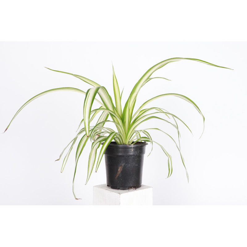 Live Spider Plant
