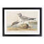 Fork-Tailed Gull by John Audubon - Picture Frame Painting Print-55620798-55620800