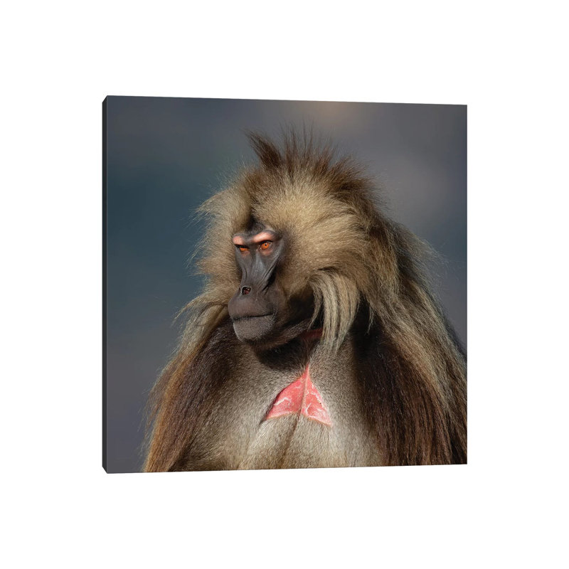 Gelada On Dark Background Ethiopia by Mogens Trolle - Wrapped Canvas Print, 30.48 cm H x 30.48 cm W