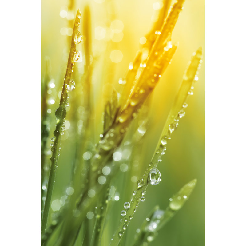 Morning Dew On Blades Of Grass by Sbayram - Wrapped Canvas Print, 76cm H x 51cm W x 3.8cm D