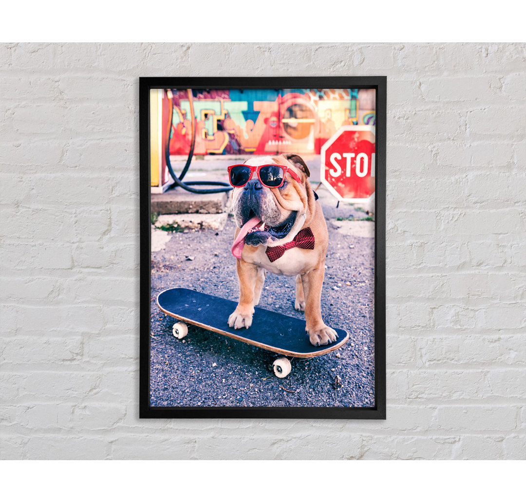 Englische Bulldogge Skateboarding - Einzelner Bilderrahmen Kunstdrucke auf Leinwand