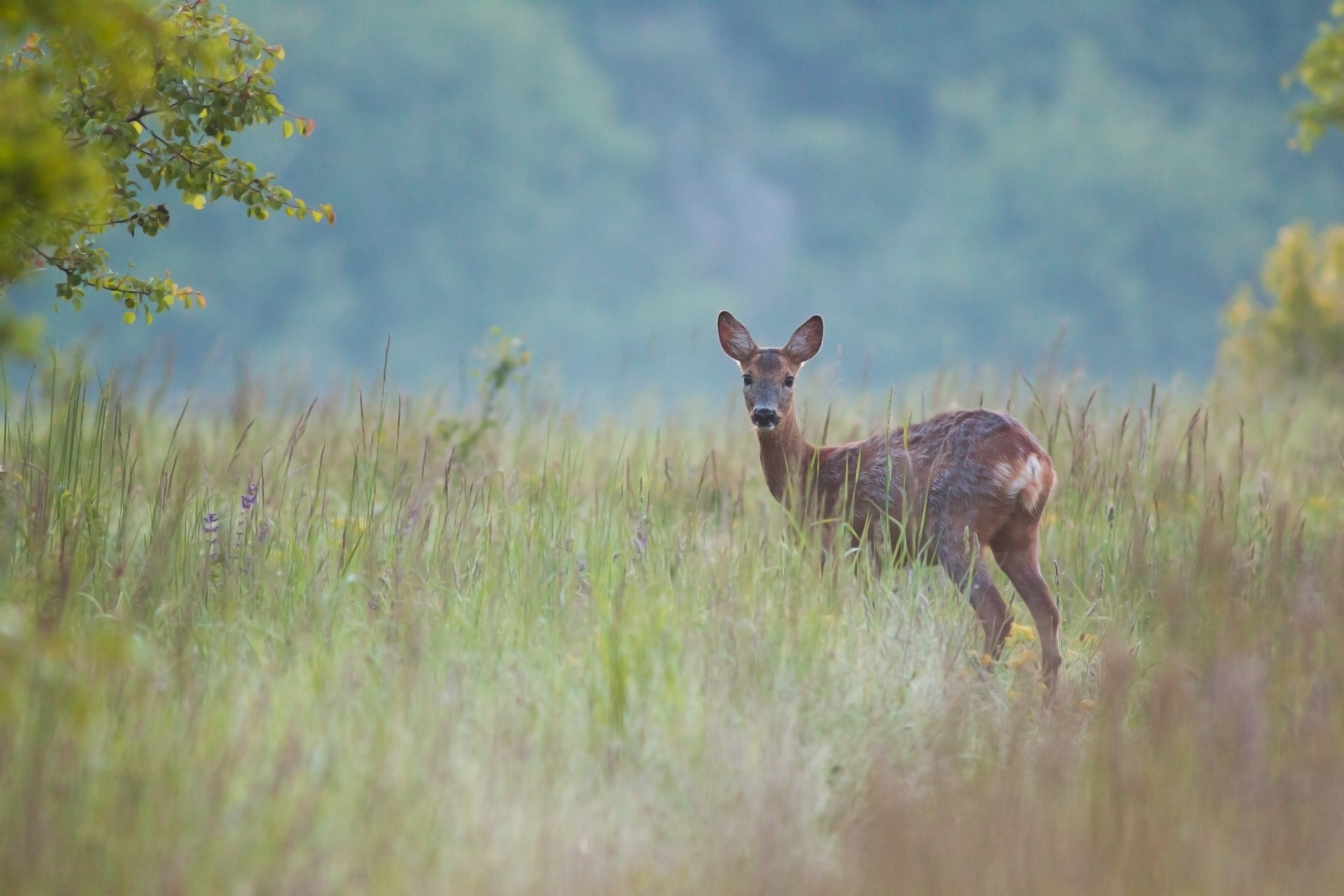 Millwood Pines Roe Deer - Photographie sur toile tendue - Wayfair Canada