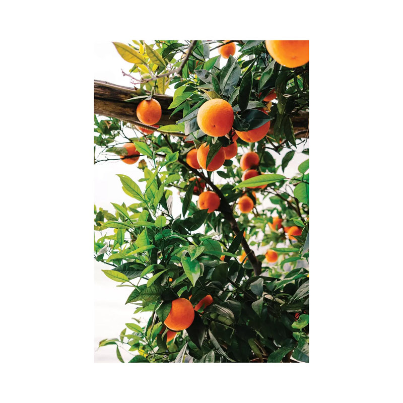 Amalfi Coast Oranges II by Bethany Young - Print on Canvas, Wrapped Canvas, 101.6cm H x 66.04cm W x 3.81cm D