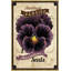 Flower Packet Pansy - Wrapped Canvas Print-2056556672