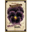 Flower Packet Pansy - Wrapped Canvas Print-2056556674