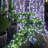  65.6' String Lights White-1589160421