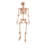 Pose-N-Stay Skeleton