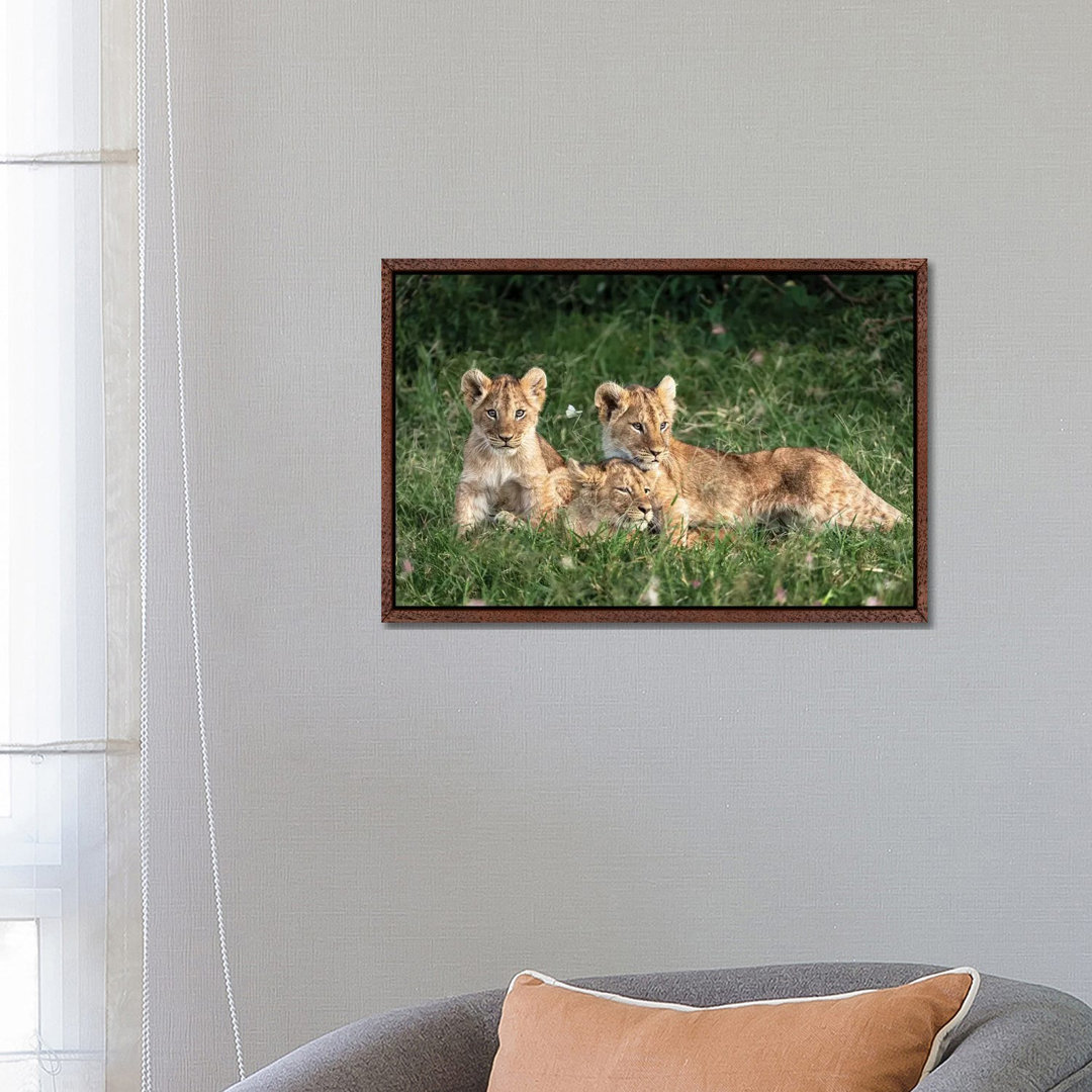 Three Cute Lion Cubs In Kenya Africa Grasslands von Susan Richey - Gallery-Wrapped Canvas Giclée on Canvas