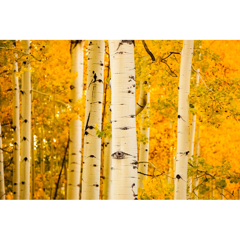 Forêt d'automne Aspen Trees Fall Gold par Amygdala_Imagery